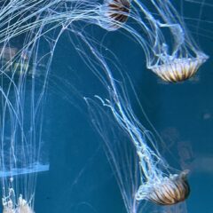 ２０２５年の節分までのチャレンジ