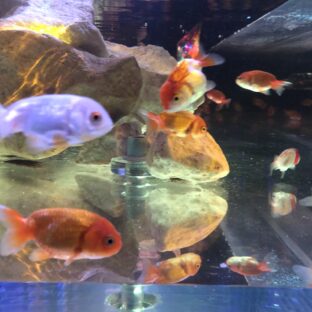 運を味方にする